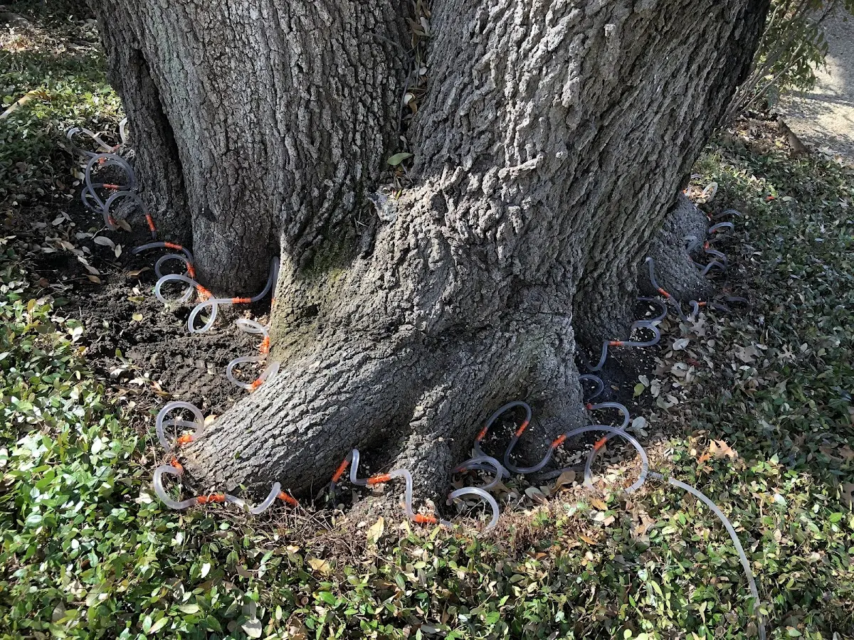 Detailed Shrub and Hedge Trimming job site in Tropic