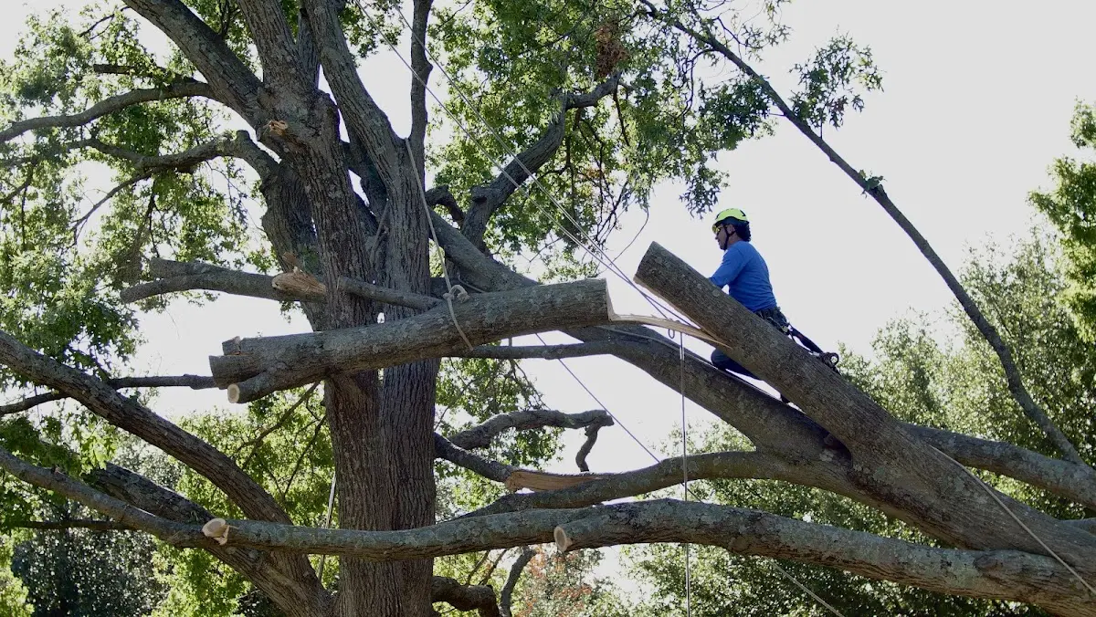 Professional Crown Thinning performed by certified arborists in Tropic